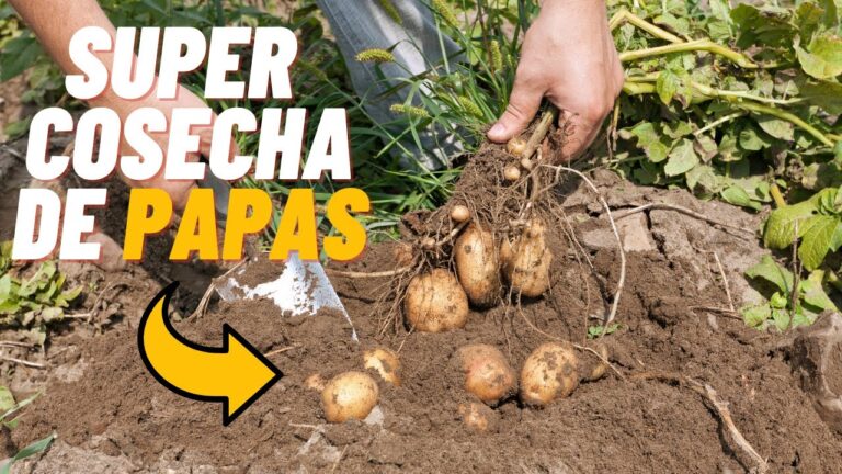 a los cuántos días se sacan las patatas