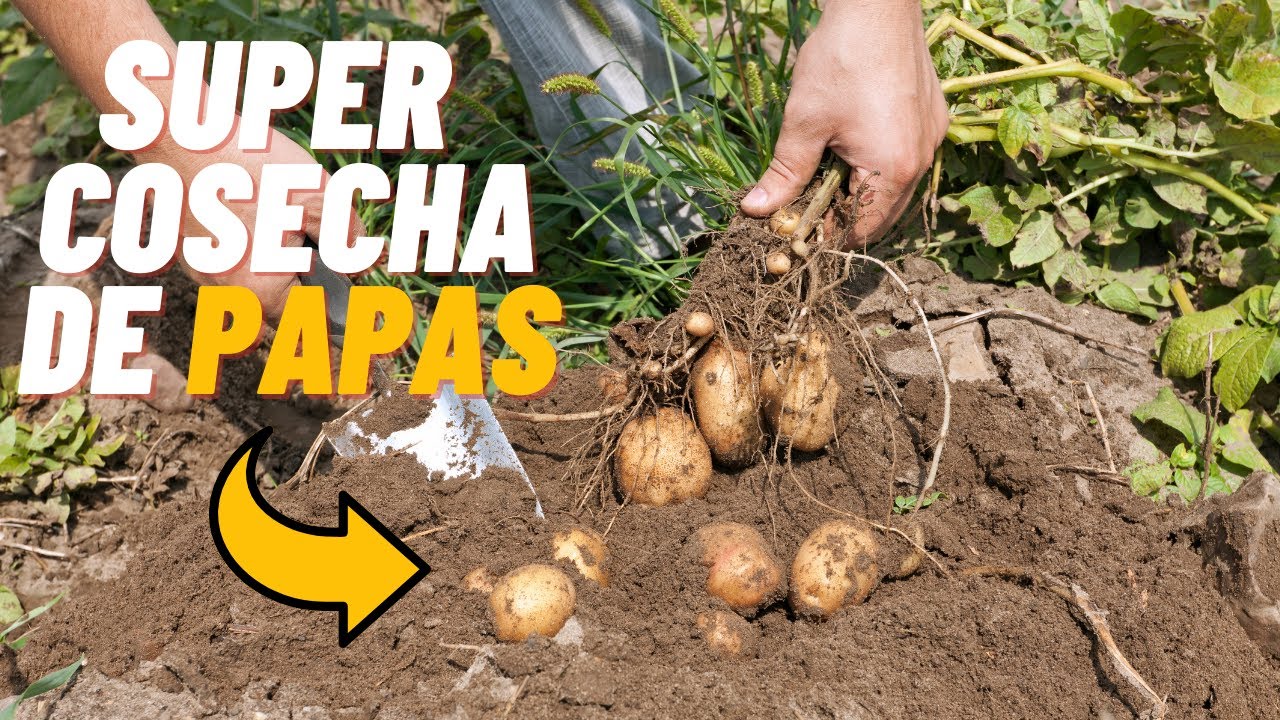 a los cuántos días se sacan las patatas