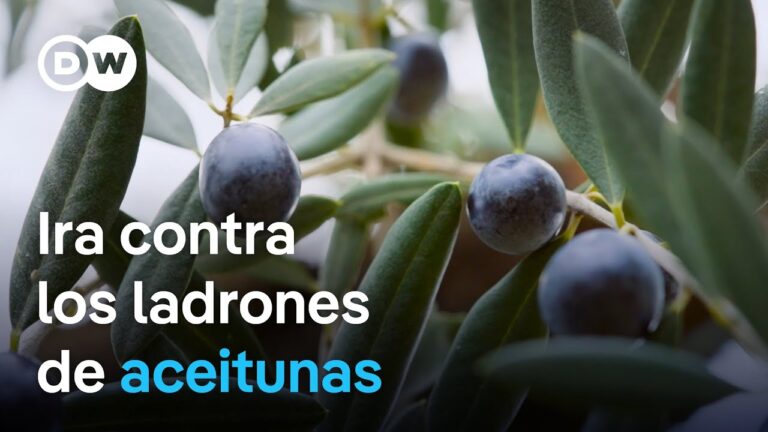 aceite de oliva adulterado en españa