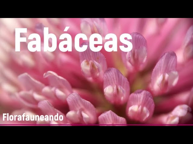 arbol de la familia de las fagaceas