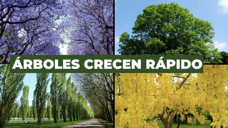 arboles de crecimiento rapido y poca agua