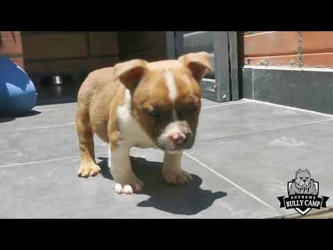 como construir un criadero de perros
