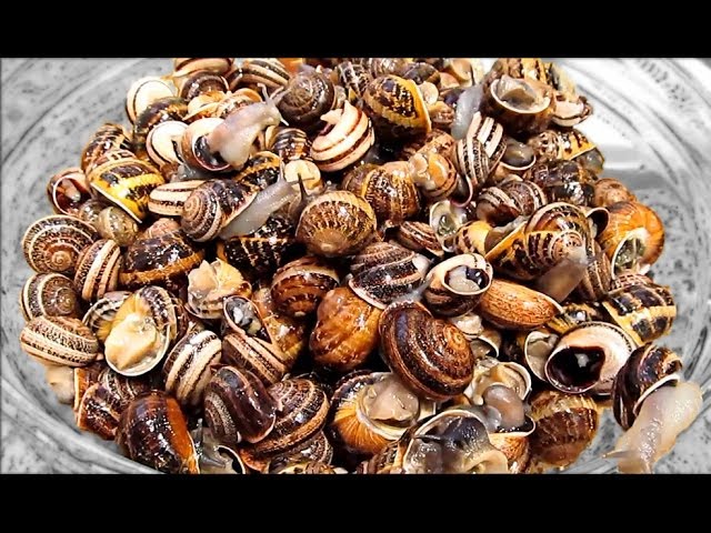 como limpiar caracoles recogidos en el campo