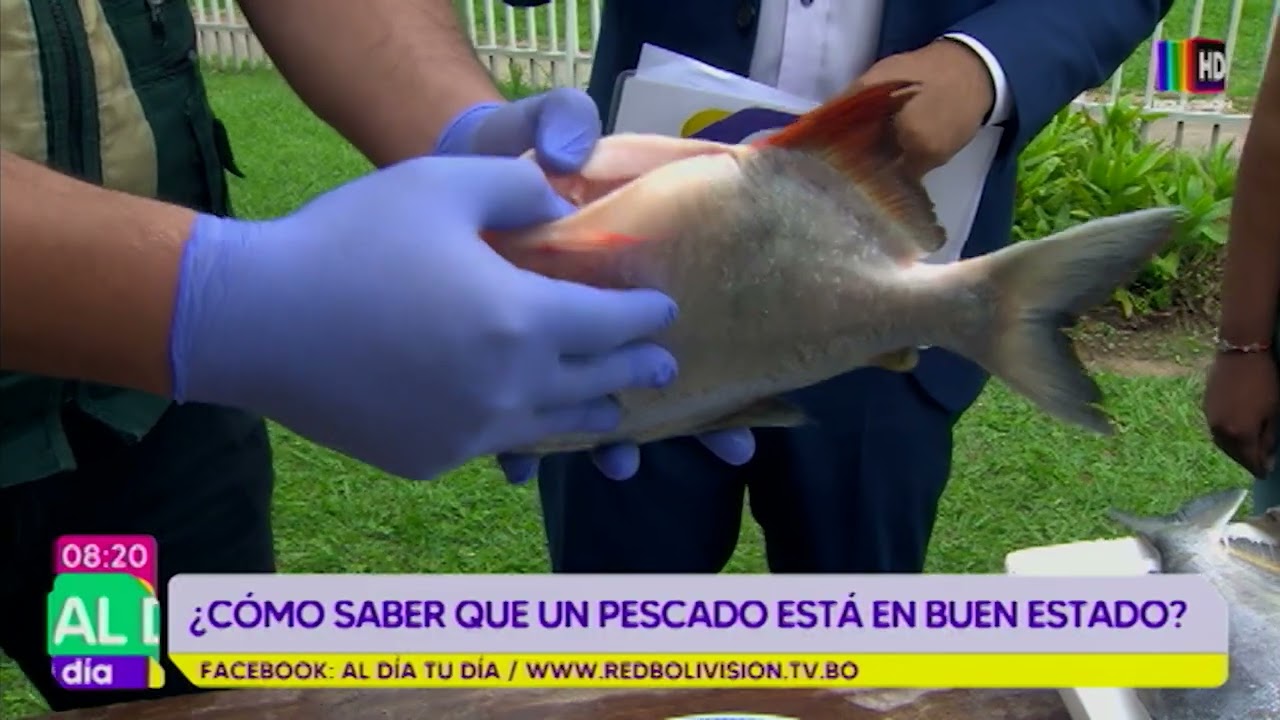 como saber si el pescado congelado está malo