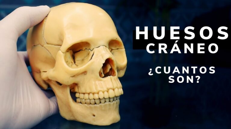 como se llama el hueso de la frente