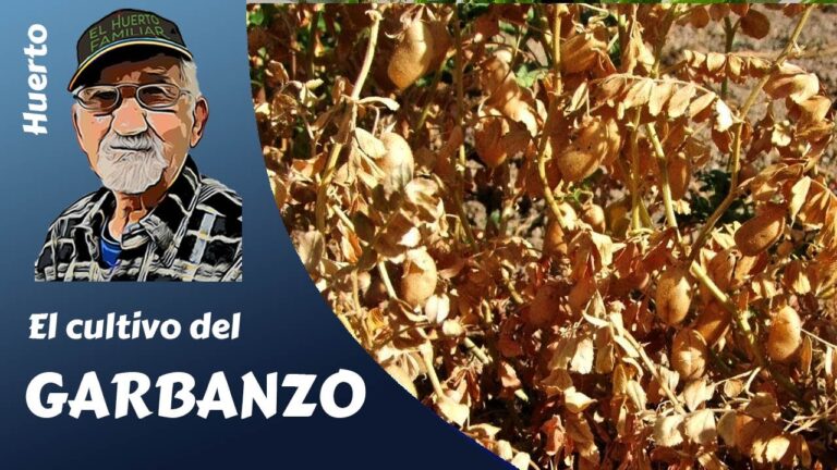 cómo se llama la planta de los garbanzos