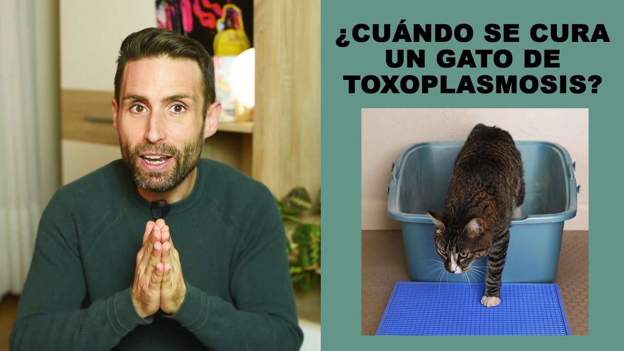 cuanto dura la toxoplasmosis en un gato