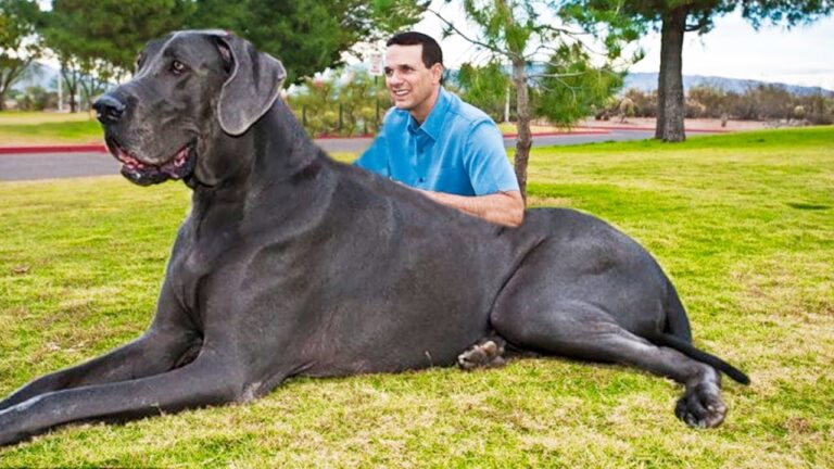 cuanto mide el perro mas grande del mundo
