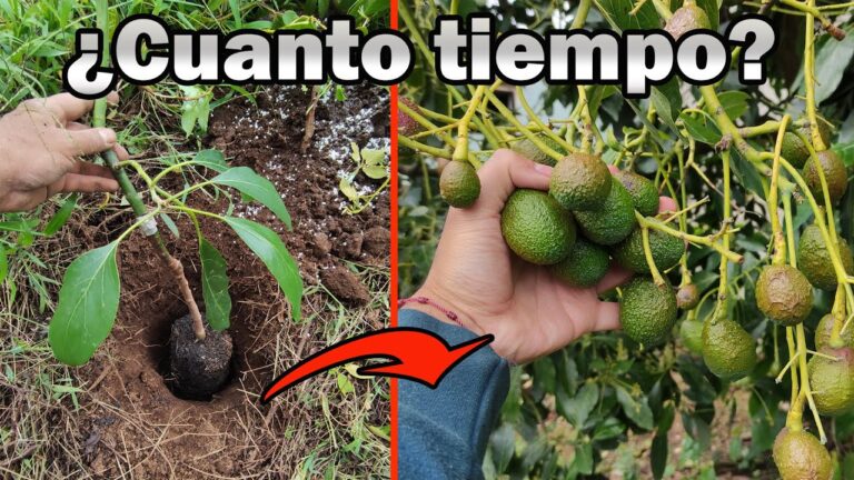 cuanto tarda en crecer un arbol