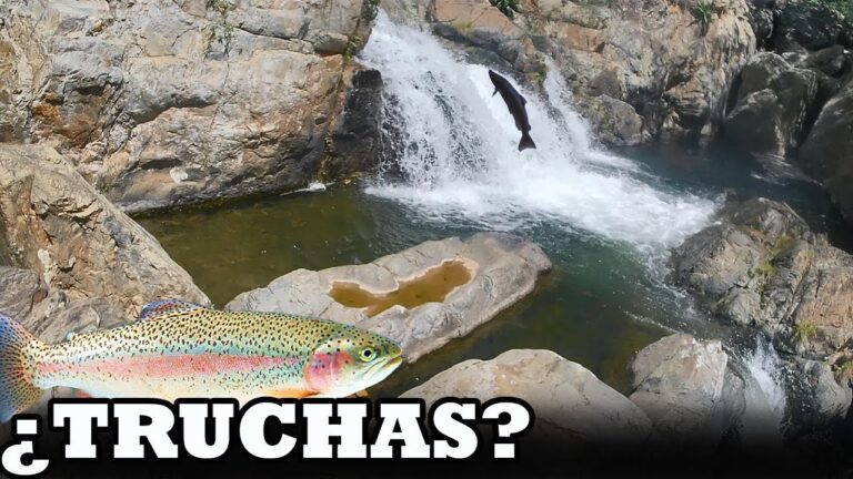 de que se alimentan las truchas