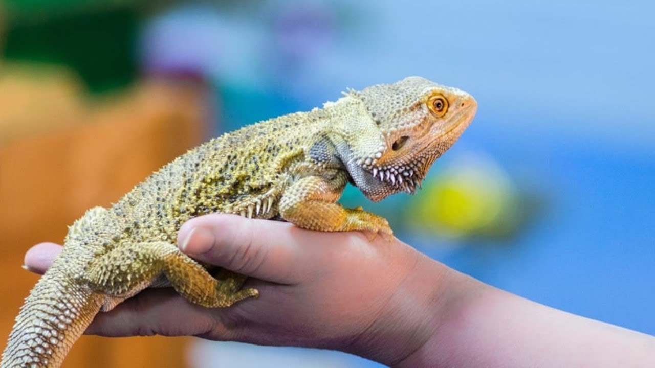 diferencia entre salamandra salamanquesa y lagartija