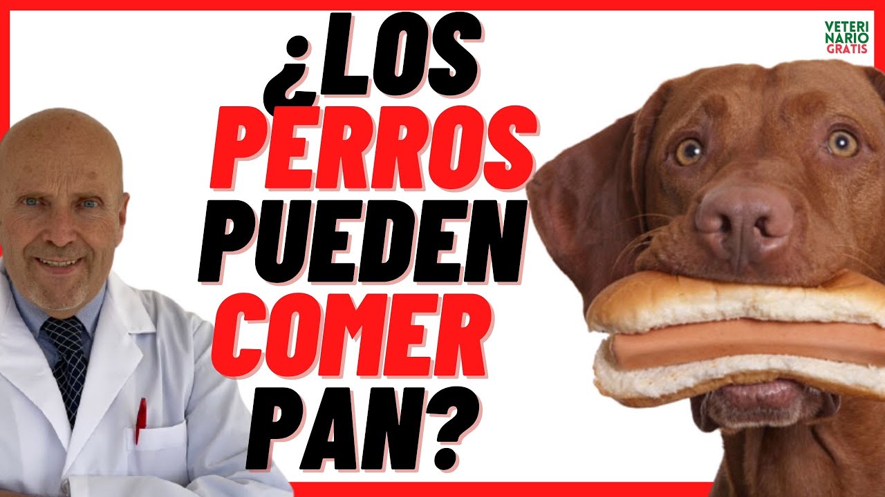 el pan es bueno para los perros