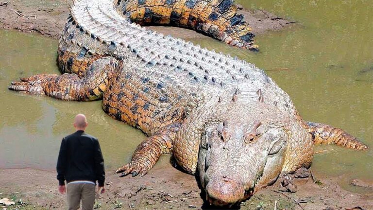 el reptil mas grande del mundo