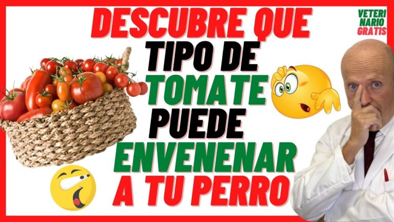 el tomate frito es malo para los perros