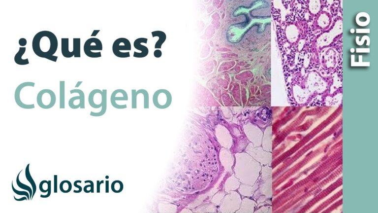 en que capa de la piel se encuentra el colageno