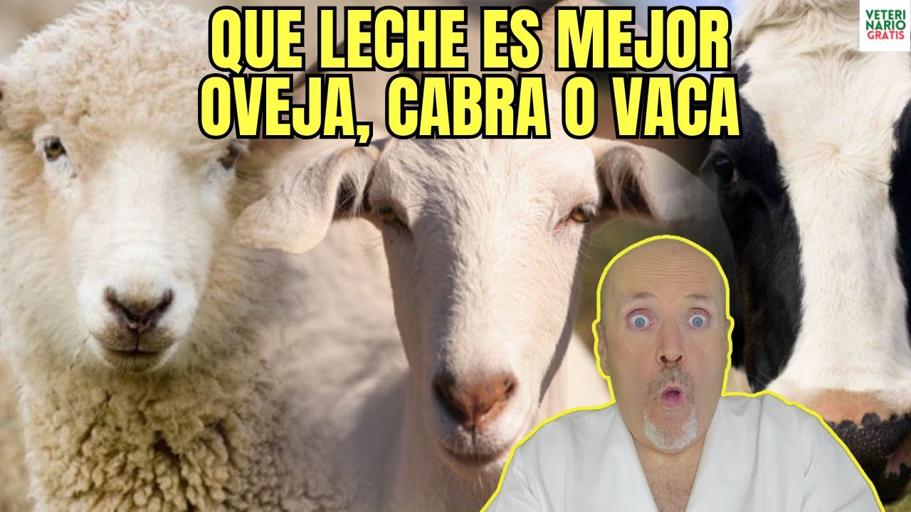 la leche de oveja tiene lactosa