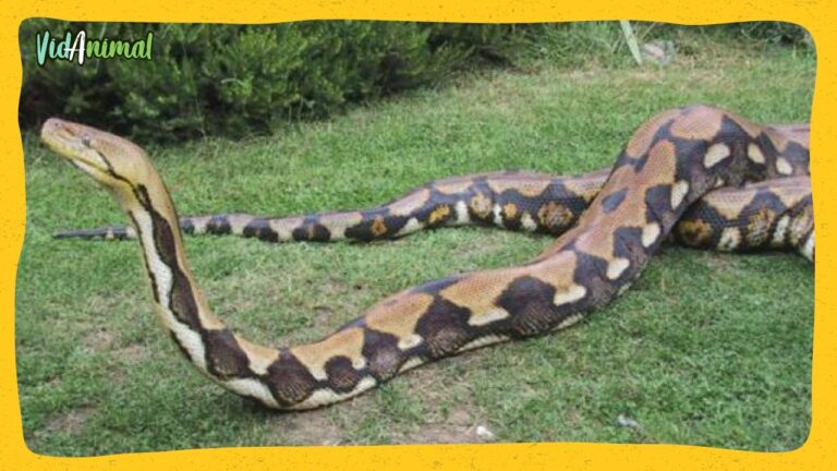 la serpiente más larga del mundo