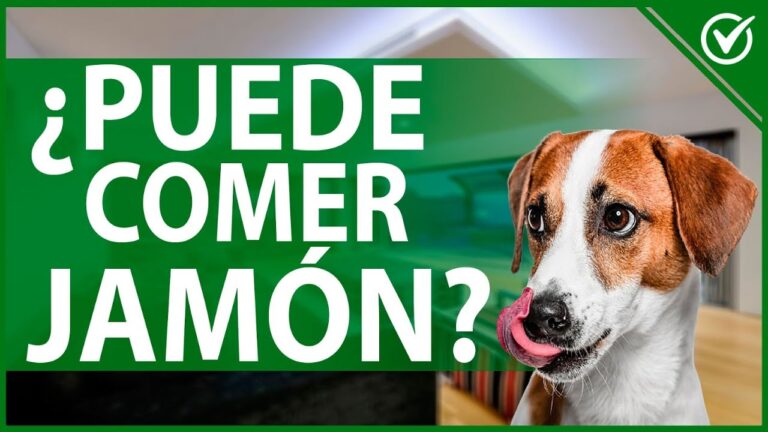 los perros pueden comer jamon serrano