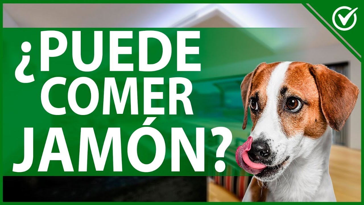 los perros pueden comer jamon serrano
