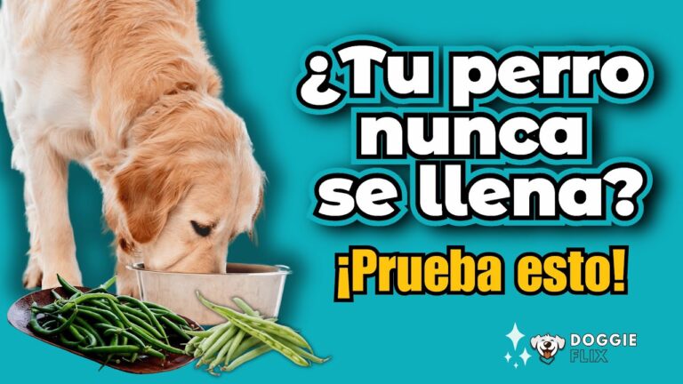 los perros pueden comer judias verdes