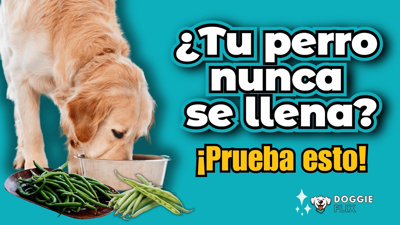 los perros pueden comer judias verdes