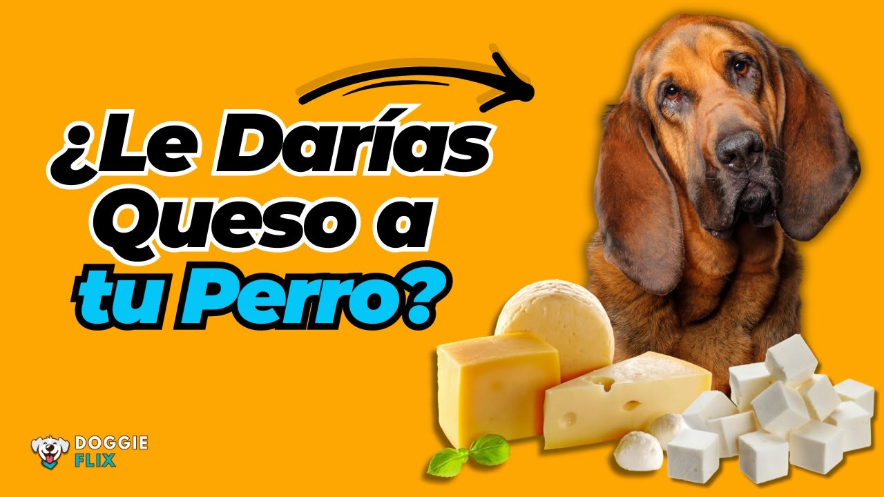 los perros pueden comer queso mozzarella