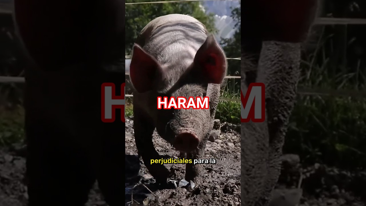 porque el coran prohibe comer cerdo