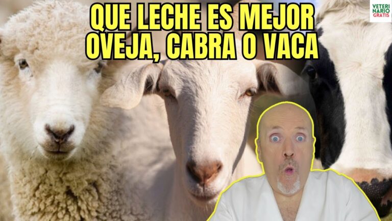 propiedades de la leche de oveja