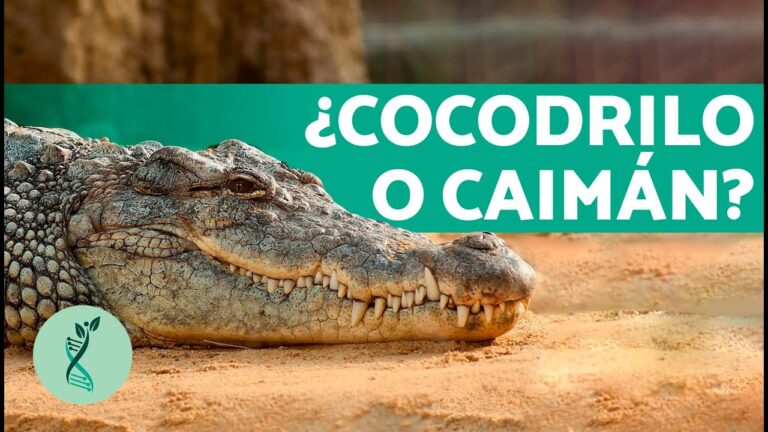 que es mas grande un cocodrilo o un caiman