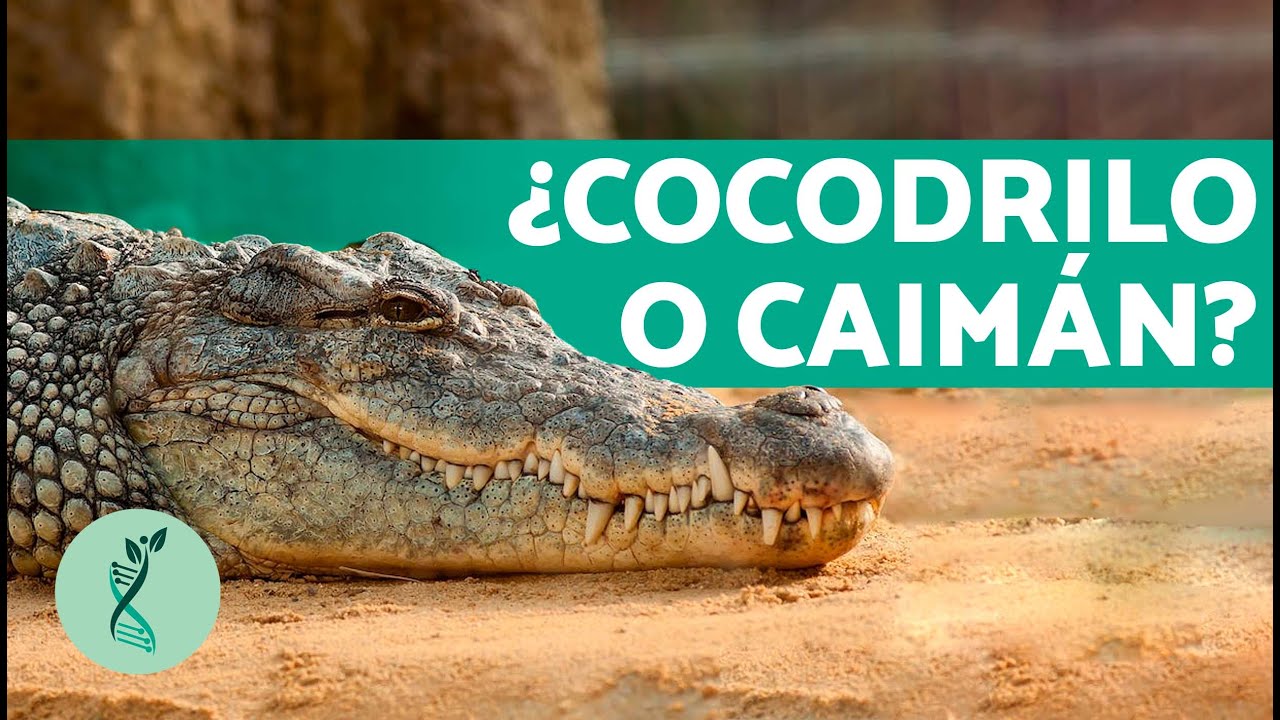 que es mas grande un cocodrilo o un caiman