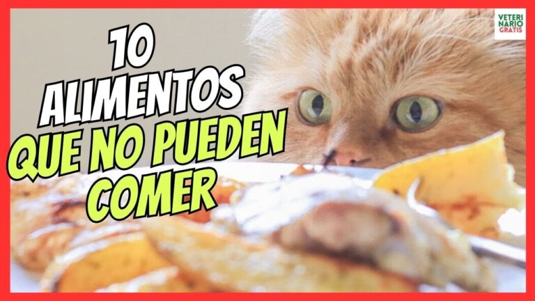 que no pueden comer los gatos