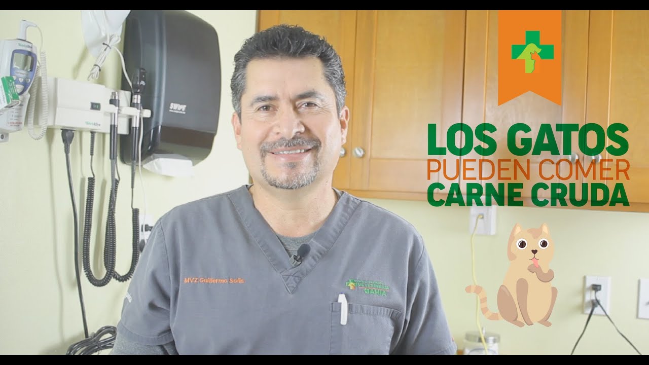 un gato puede comer carne cruda